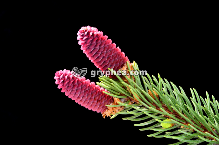 Epicea - Cônes femelles d'Epicea (Picea abies) - gryphea.com